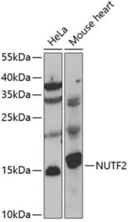 NTF2 Antibody - BSA Free, Novus Biologicals 0.1 mL; Unconjugated:Antibodies,