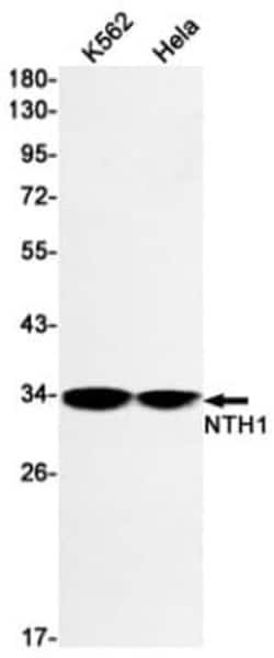 NTH1 Antibody (S08-8E9), Novus Biologicals 50 &mu;g; Unconjugated:Antibodies,