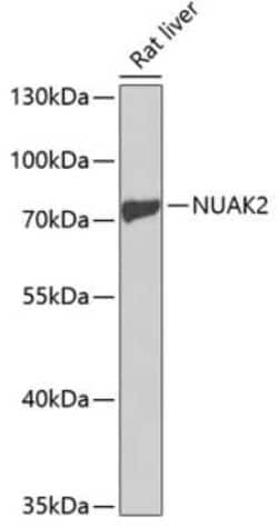 NUAK2 Antibody - BSA Free, Novus Biologicals 0.1 mL; Unconjugated:Antibodies,