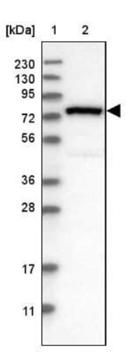 NUB1/NYREN18 Antibody, Novus Biologicals:Antibodies:Primary Antibodies