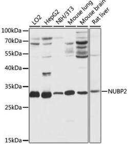 NUBP2 Antibody - Azide and BSA Free, Novus Biologicals:Antibodies:Primary