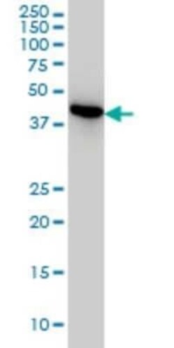 NUDC Antibody (5G12), Novus Biologicals 0.1 mg | Buy Online | Novus Biologicals | Fisher Scientific