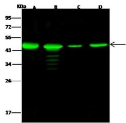 NUDC Antibody, Novus Biologicals 50 &mu;g | Buy Online | Novus Biologicals | Fisher Scientific