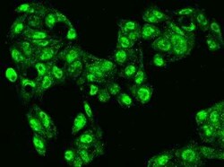 NUDCD2 Antibody, Novus Biologicals:Antibodies:Primary Antibodies