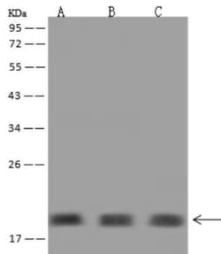NUDCD2 Antibody, Novus Biologicals:Antibodies:Primary Antibodies