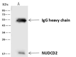 NUDCD2 Antibody, Novus Biologicals:Antibodies:Primary Antibodies