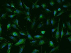 NUDT10 Antibody, Novus Biologicals 100 &mu;g, Unconjugated:Antibodies,