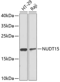 NUDT15 Antibody - BSA Free, Novus Biologicals 0.02 mL; Unconjugated:Antibodies,