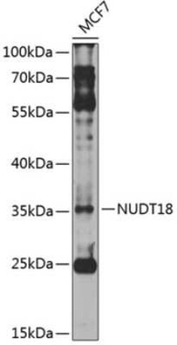 NUDT18 Antibody - BSA Free, Novus Biologicals 0.02 mL; Unconjugated:Antibodies,