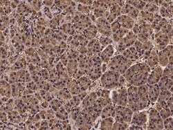 NUDT9 Antibody, Novus Biologicals 50 &mu;g, Unconjugated:Antibodies, Polyclonal