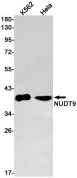 NUDT9 Antibody (S07-9C3), Novus Biologicals:Antibodies:Primary Antibodies