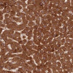 Novus Biologicals NULP1 Antibody, Novus Biologicals 0.1 mL | Buy Online | Novus Biologicals&trade; | Fisher Scientific