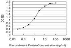NUP133 Antibody (3E8), Novus Biologicals 0.1 mg | Buy Online | Novus Biologicals | Fisher Scientific