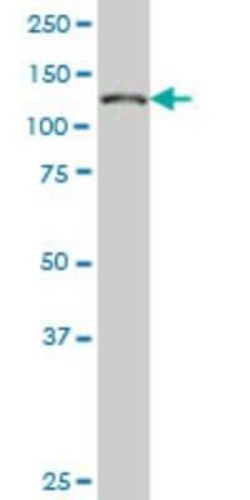 NUP133 Antibody (4F6), Novus Biologicals 0.1 mg | Buy Online | Novus Biologicals | Fisher Scientific