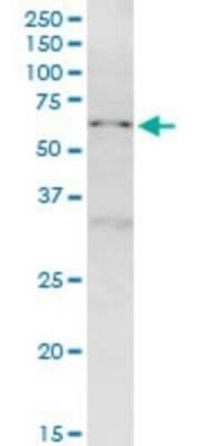 NUP50 Antibody (4H7), Novus Biologicals 0.1 mg | Buy Online | Novus Biologicals | Fisher Scientific
