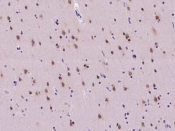 NUP50 Antibody, Novus Biologicals 50 &mu;g, Unconjugated:Antibodies, Polyclonal