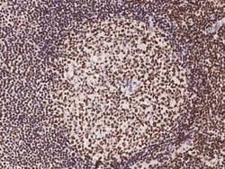 NUP50 Antibody, Novus Biologicals 50 &mu;g, Unconjugated:Antibodies, Polyclonal