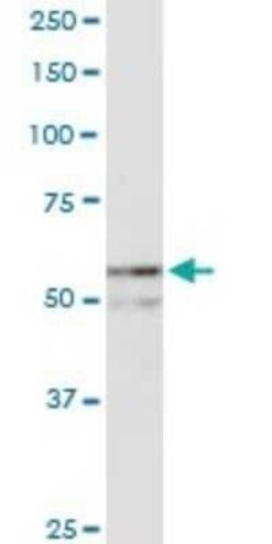 NUP54 Antibody, Novus Biologicals 0.1 mg | Buy Online | Novus Biologicals | Fisher Scientific