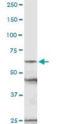 NUP54 Antibody, Novus Biologicals 0.1 mg | Buy Online | Novus Biologicals | Fisher Scientific