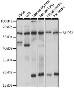 NUP54 Antibody - Azide and BSA Free, Novus Biologicals:Antibodies:Primary