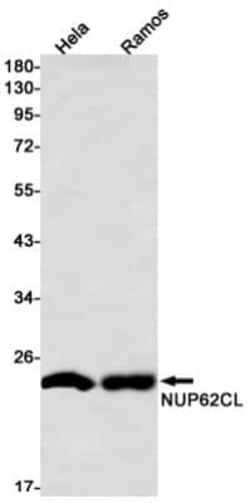 NUP62CL Antibody (S08-1A5), Novus Biologicals 50 &mu;g; Unconjugated:Antibodies,