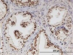 Novus Biologicals NUPL1 Antibody (3G11), Novus Biologicals 0.1 mg | Buy Online | Novus Biologicals&trade; | Fisher Scientific