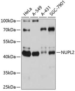 NUPL2 Antibody - Azide and BSA Free, Novus Biologicals:Antibodies:Primary