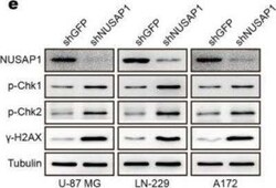 NUSAP1 Antibody, Novus Biologicals 0.05 mg | Buy Online | Novus Biologicals | Fisher Scientific
