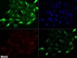 NUT Antibody (1G6) - Azide and BSA Free, Novus Biologicals 0.1 mg; Unconjugated:Antibodies,