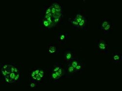 NXF1 Antibody, Novus Biologicals 100 &mu;g; Unconjugated:Antibodies, Polyclonal