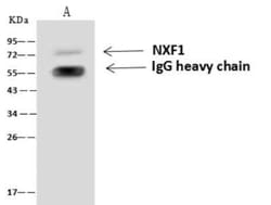 NXF1 Antibody, Novus Biologicals 100 &mu;g; Unconjugated:Antibodies, Polyclonal