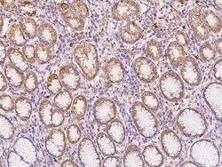 NXNL2 Antibody, Novus Biologicals 50 &mu;g; Unconjugated:Antibodies, Polyclonal
