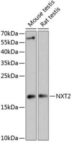 NXT2 Antibody - Azide and BSA Free, Novus Biologicals 0.02 mL, Unconjugated:Antibodies,