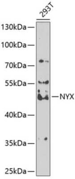NYX Antibody - BSA Free, Novus Biologicals 0.1 mL; Unconjugated:Antibodies,