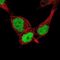 Nanog Antibody (CL5803), Novus Biologicals 25 &mu;L:Antibodies, Monoclonal
