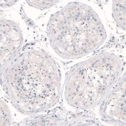 Nanog Antibody (CL5803), Novus Biologicals 25 &mu;L:Antibodies, Monoclonal