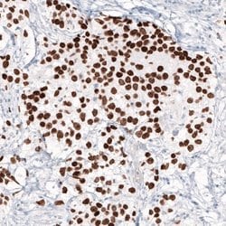 Nanog Antibody (CL5810), Novus Biologicals 100&mu;L:Antibodies, Monoclonal