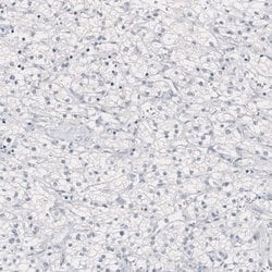 Nanog Antibody (CL5810), Novus Biologicals 100&mu;L:Antibodies, Monoclonal