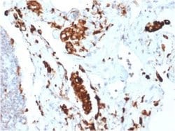 Napsin A Rabbit anti-Human, Clone: NAPSA/1865R, Novus Biologicals:Antibodies:Primary