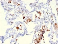 Napsin A Mouse anti-Human, Clone: NAPSA/3306, Novus Biologicals 20 &mu;g;