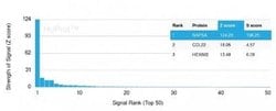 Napsin A Mouse anti-Human, Clone: NAPSA/3306, Novus Biologicals 20 &mu;g;