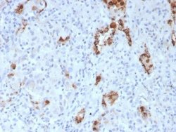 Napsin A Antibody (NAPSA/3307) - Azide and BSA Free, Novus Biologicals 100 &mu;g | Buy Online | Novus Biologicals | Fisher Scientific
