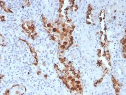 Napsin A Antibody (NAPSA/3307) - Azide and BSA Free, Novus Biologicals 100 &mu;g | Buy Online | Novus Biologicals | Fisher Scientific