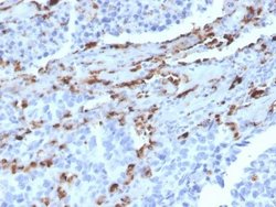 Napsin A Antibody (NAPSA/3309) - Azide and BSA Free, Novus Biologicals 100 &mu;g | Buy Online | Novus Biologicals | Fisher Scientific