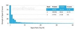 Napsin A Rabbit anti-Human, Clone: NAPSA/4400R, Novus Biologicals:Antibodies:Primary