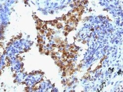 Napsin A Antibody (NAPSA/1238 + NAPSA/1239), Novus Biologicals 0.02mg;