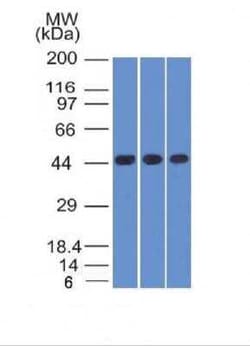 Napsin A Antibody (NAPSA/1238 + NAPSA/1239), Novus Biologicals 0.02mg;