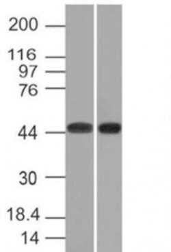 Napsin A Antibody (NAPSA/1239), Novus Biologicals 0.1mg; Unlabeled:Antibodies,