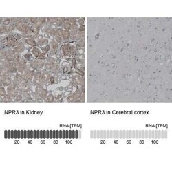 Natriuretic Peptide Receptor C Antibody, Novus Biologicals 25 &mu;L; Unconjugated:Antibodies,