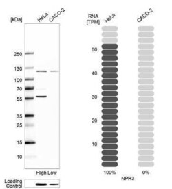 Natriuretic Peptide Receptor C Antibody, Novus Biologicals 25 &mu;L; Unconjugated:Antibodies,